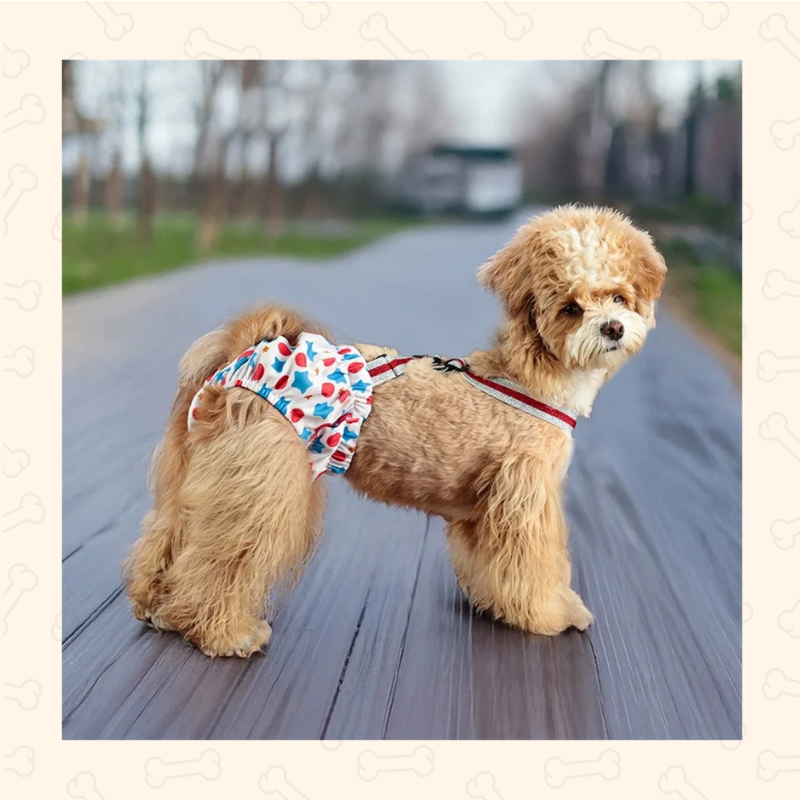 Reusable Dog Diaper Shorts – Comfy, Adjustable & Mess-Free Chic