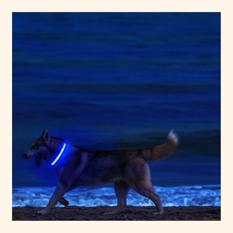 Shadow GlowGuard LED Dog Collar