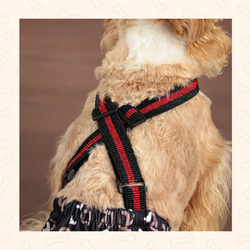 Reusable Dog Diaper Shorts – Comfy, Adjustable & Mess-Free Chic