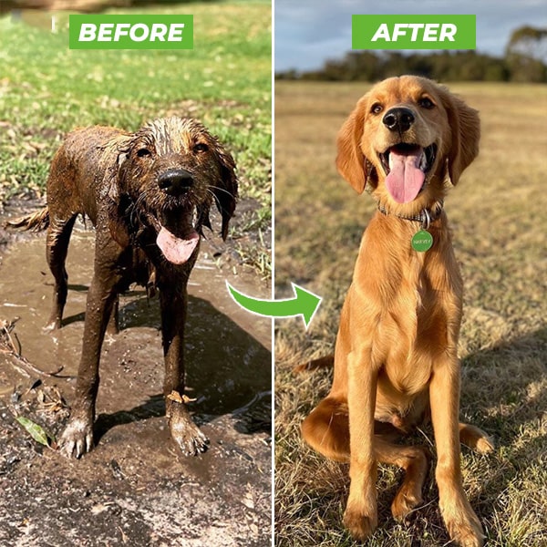 Shadow EasyGroom Pup Jet Dog Washer