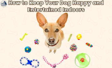 How to Keep Your Dog Happy and Entertained Indoors
