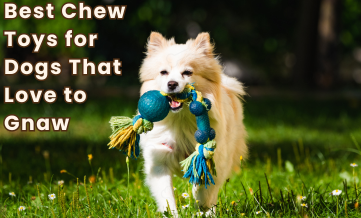 Best Chew Toys for Dogs That Love to Gnaw