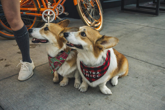 6 Shadow Pet Products Your Furry Sidekick Secretly Wants You to Buy 🐾