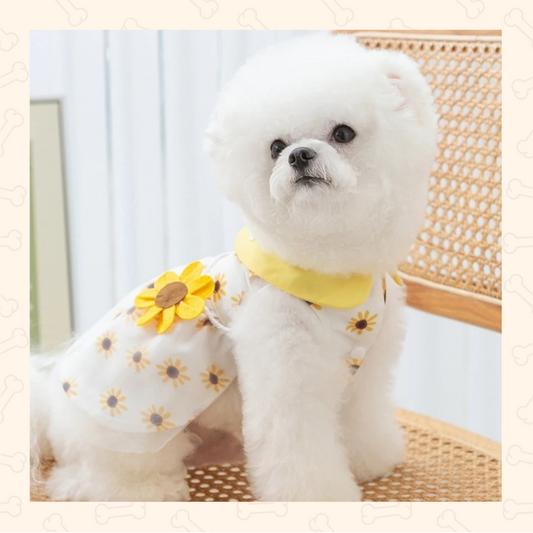 Shadow Sunflower Dreams Dog Dress – Bright, Elegant & Summer-Perfect