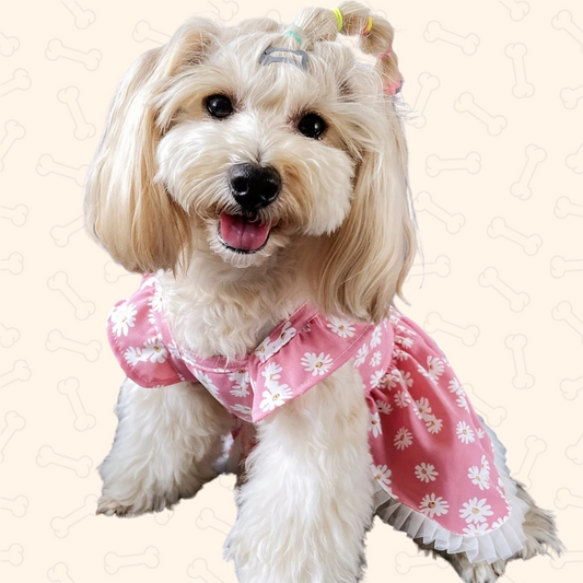 Shadow Daisy Breeze Summer Pet Dress