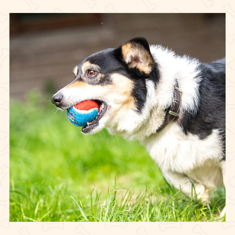 Shadow Bounce & Squeak Dog Tennis Balls – 3-Pack Interactive Play Toy