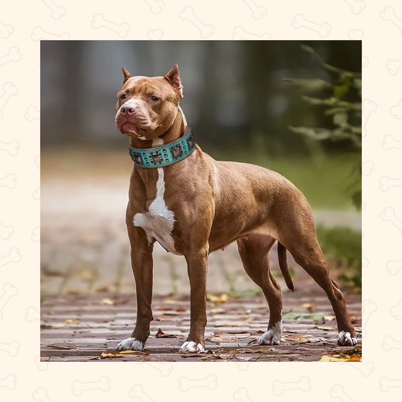Shadow Royal Guard 2-Inch Wide Leather Dog Collar