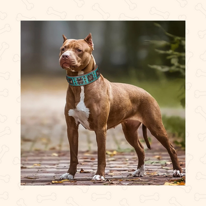 Shadow Royal Guard 2-Inch Wide Leather Dog Collar