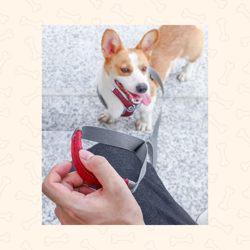 Shadow Reflective Comfort Fit Dog Harness & Leash Set